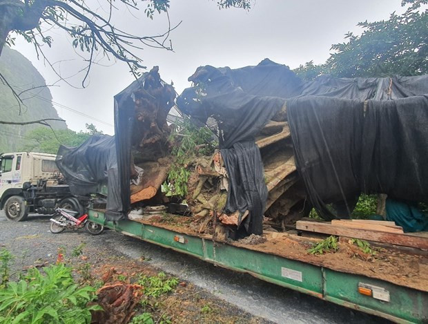 Khởi tố 2 đối tượng vi phạm quy định khai thác rừng ở huyện biên giới ảnh 1