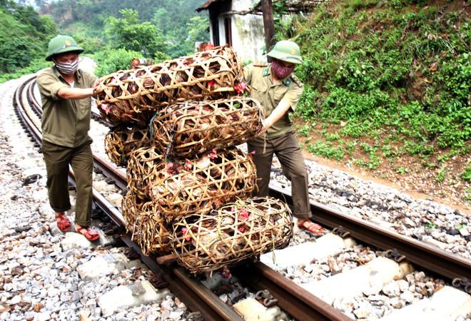 Bộ Y tế: Nhiều nguy cơ lây truyền dịch cúm H7N9 từ Trung Quốc ảnh 1