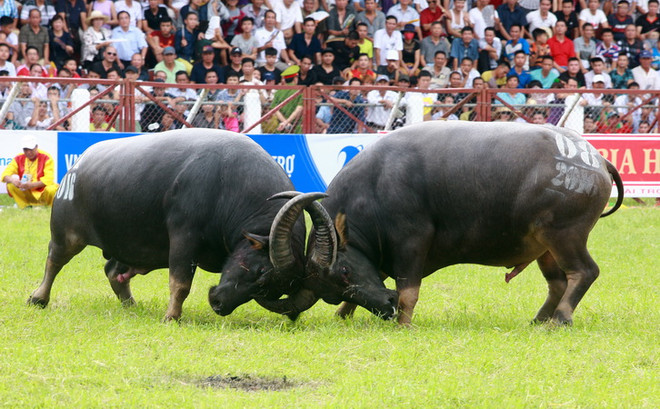 Các nhà khoa học đồng tình tiếp tục tổ chức Lễ hội chọi trâu Đồ Sơn ảnh 1