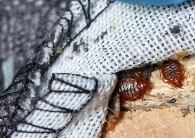 Chính phủ Pháp tổ chức họp khẩn để ứng phó với nạn rệp hoành hành ảnh 1