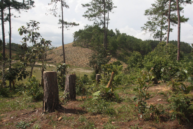 Đắk Nông bắt giám đốc xí nghiệp Lâm nghiệp Đắk Ha vì để mất rừng ảnh 1