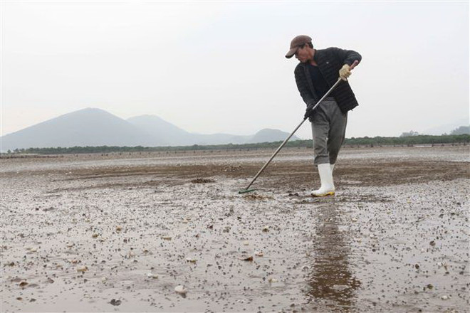 Ngao Nam Định đạt chứng nhận ASC đầu tiên trên thế giới ảnh 2
