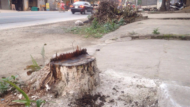 Hà Nội: Cây xanh lại bị “trảm” trong chiến dịch dẹp vỉa hè ảnh 4