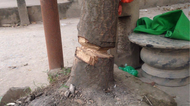 Hà Nội: Cây xanh lại bị “trảm” trong chiến dịch dẹp vỉa hè ảnh 8