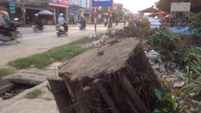 Hà Nội: Cây xanh lại bị “trảm” trong chiến dịch dẹp vỉa hè ảnh 6