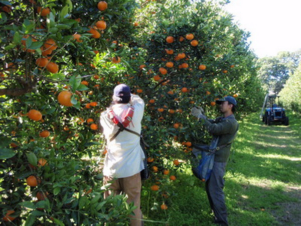 Ba loại trái cây Australia sắp được tái nhập khẩu vào Việt Nam ảnh 1