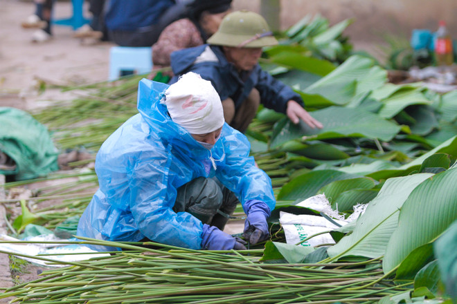 Chuyện chưa kể về lá dong xuất ngoại ở Tràng Cát ảnh 3