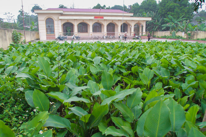 Chuyện chưa kể về lá dong xuất ngoại ở Tràng Cát ảnh 2