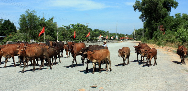 Hà Giang: Bệnh than đã xuất hiện trở lại tại huyện Mèo Vạc ảnh 1