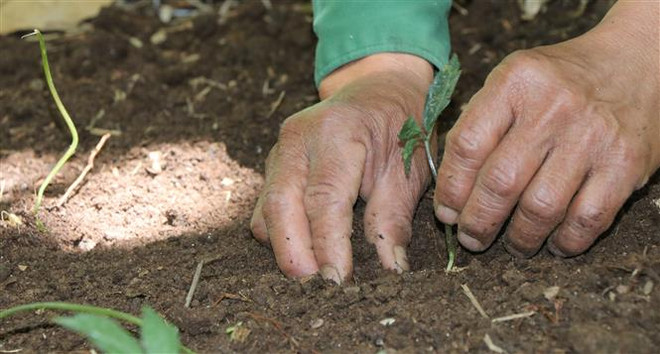 Những mầm sâm xanh quý giá vươn mình trên đỉnh Ngọc Linh ảnh 3