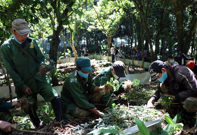 Những mầm sâm xanh quý giá vươn mình trên đỉnh Ngọc Linh ảnh 2