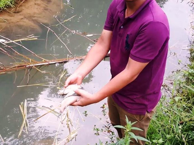 [Photo] Tôm cá chết bất thường đầu nguồn con suối đổ vào sông Đà ảnh 6