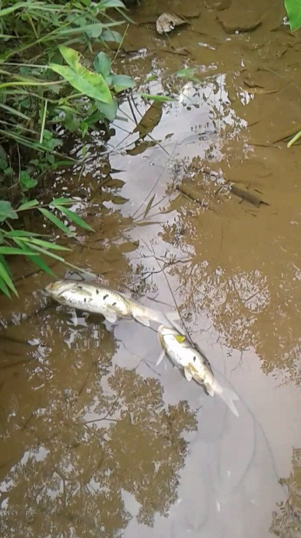 [Photo] Tôm cá chết bất thường đầu nguồn con suối đổ vào sông Đà ảnh 3