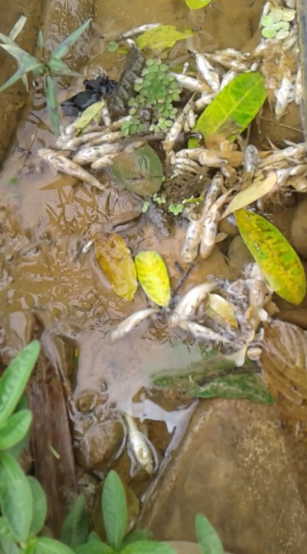 [Photo] Tôm cá chết bất thường đầu nguồn con suối đổ vào sông Đà ảnh 5