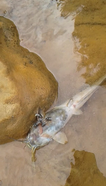 [Photo] Tôm cá chết bất thường đầu nguồn con suối đổ vào sông Đà ảnh 4