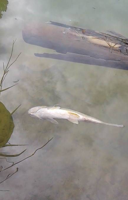 [Photo] Tôm cá chết bất thường đầu nguồn con suối đổ vào sông Đà ảnh 2