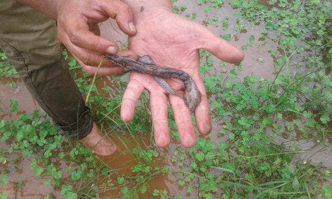 [Photo] Tôm cá chết bất thường đầu nguồn con suối đổ vào sông Đà ảnh 8