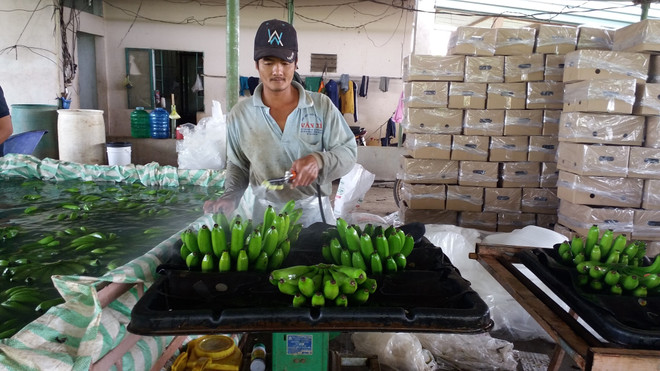 Thí điểm chấm dứt hoạt động của Hội Nông dân thành phố Vũng Tàu ảnh 1