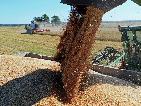 Nga vượt Mỹ và Canada trở thành nước dẫn đầu xuất khẩu lúa mỳ ảnh 1