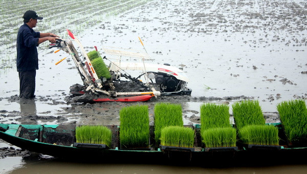  Cuba muốn Việt Nam đầu tư và sản xuất lúa gạo tại nước này ảnh 1