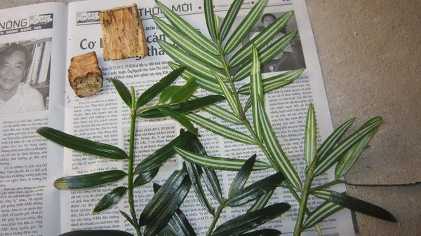 Phát hiện hàng chục loài động, thực vật có trong sách đỏ thế giới ảnh 1