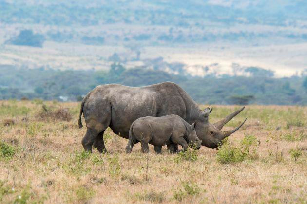 Sắp phát hành trái phiếu bảo vệ động vật đầu tiên trên thế giới ảnh 1