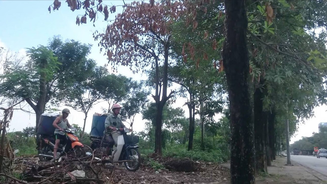 Thông tin tiếp theo về diễn biến vụ cá chết ở hồ Linh Đàm ảnh 3