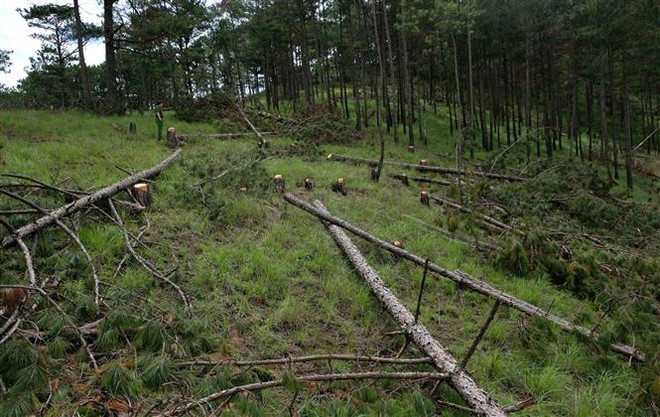 Lâm Đồng điều tra, xử lý nghiêm vụ phá rừng từ thông tin báo chí ảnh 1