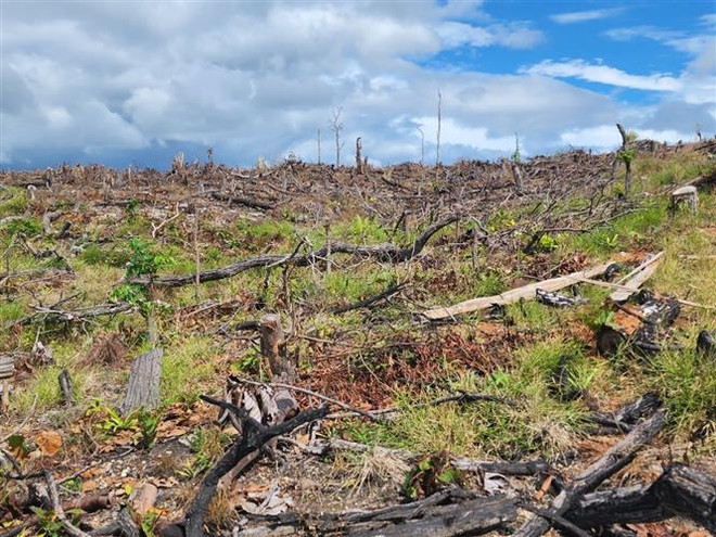 Gia Lai khởi tố vụ án phá rừng đặc dụng tại huyện K'bang ảnh 1