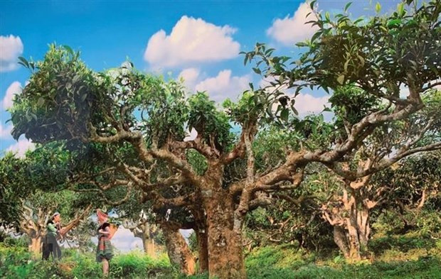 Yên Bái: Nhiều hoạt động đặc sắc diễn ra tại Lễ hội Trà Shan tuyết ảnh 2