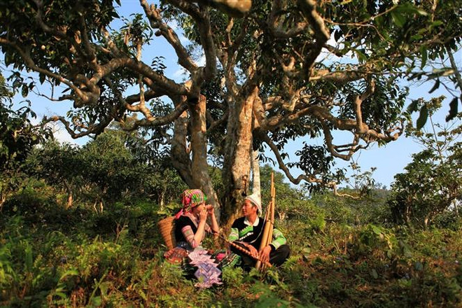 Yên Bái: Nhiều hoạt động đặc sắc diễn ra tại Lễ hội Trà Shan tuyết ảnh 1