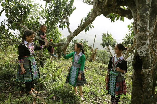 Yên Bái: Nhiều hoạt động đặc sắc diễn ra tại Lễ hội Trà Shan tuyết ảnh 3
