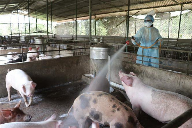Ngăn chặn tối đa dịch tả lợn châu Phi lây lan vào miền Nam ảnh 1