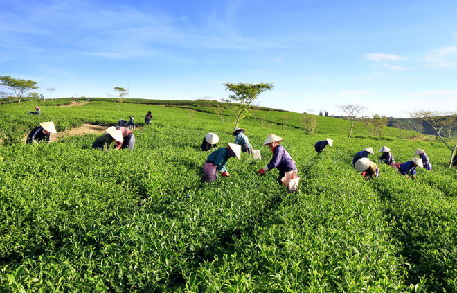 Chè Lâm Đồng đạt tiêu chuẩn xuất khẩu sang châu Âu, Đài Loan ảnh 1