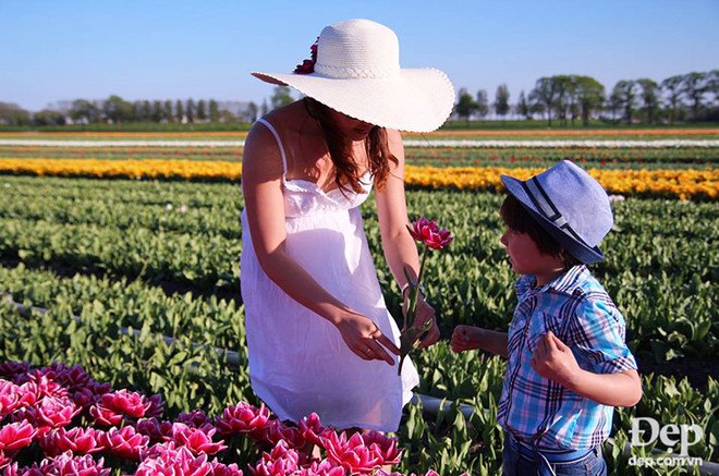 Vào mùa hoa tulip khoe sắc nở rộ, Hà Lan đẹp như tranh vẽ ảnh 11