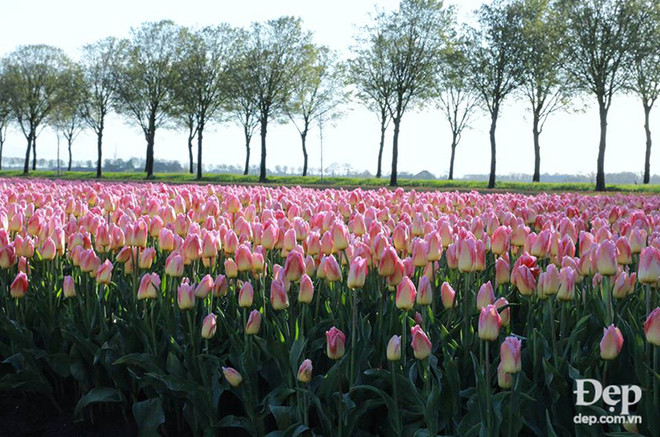 Vào mùa hoa tulip khoe sắc nở rộ, Hà Lan đẹp như tranh vẽ ảnh 2