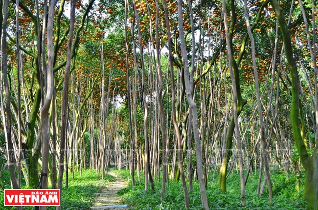 Quýt hồng Lai Vung Đồng Tháp: Vỏ mỏng tang, ngon ngọt từng tép ảnh 1