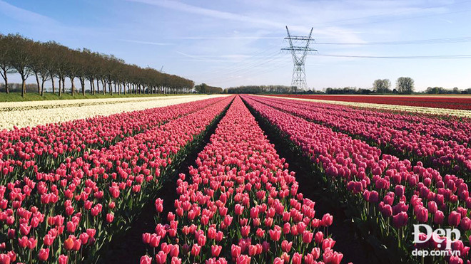 Vào mùa hoa tulip khoe sắc nở rộ, Hà Lan đẹp như tranh vẽ ảnh 1