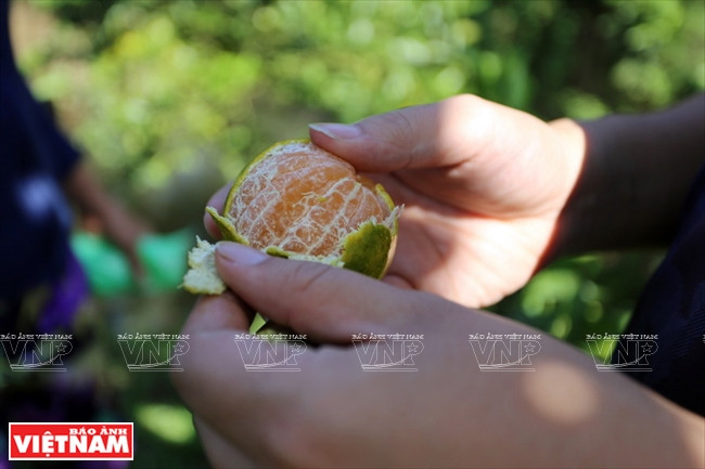 Quýt hồng Lai Vung Đồng Tháp: Vỏ mỏng tang, ngon ngọt từng tép ảnh 5