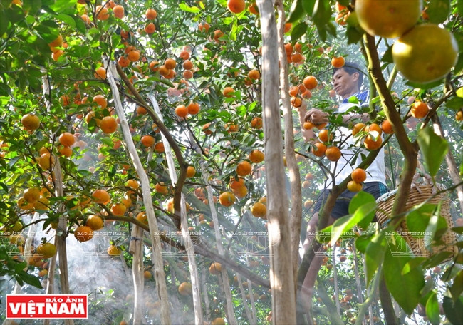 Quýt hồng Lai Vung Đồng Tháp: Vỏ mỏng tang, ngon ngọt từng tép ảnh 3