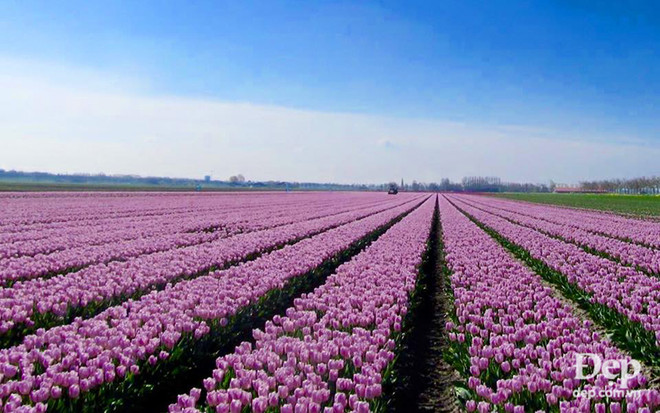 Vào mùa hoa tulip khoe sắc nở rộ, Hà Lan đẹp như tranh vẽ ảnh 3