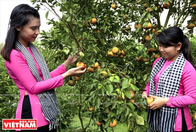 Quýt hồng Lai Vung Đồng Tháp: Vỏ mỏng tang, ngon ngọt từng tép ảnh 8