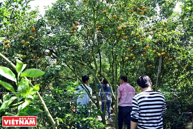 Quýt hồng Lai Vung Đồng Tháp: Vỏ mỏng tang, ngon ngọt từng tép ảnh 11