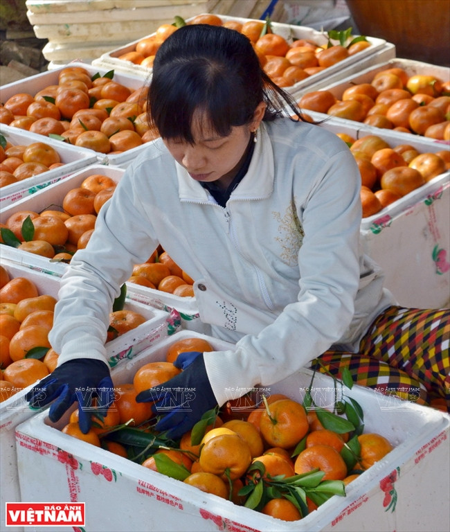 Quýt hồng Lai Vung Đồng Tháp: Vỏ mỏng tang, ngon ngọt từng tép ảnh 12