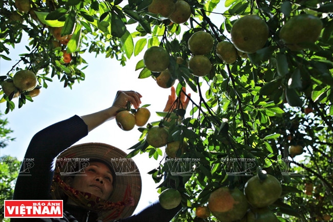 Quýt hồng Lai Vung Đồng Tháp: Vỏ mỏng tang, ngon ngọt từng tép ảnh 4