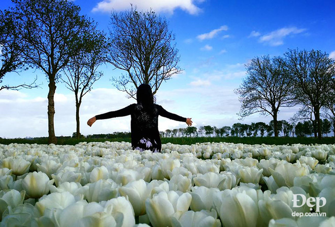 Vào mùa hoa tulip khoe sắc nở rộ, Hà Lan đẹp như tranh vẽ ảnh 5