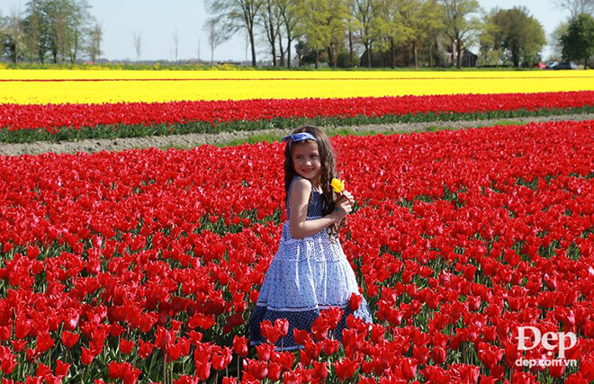 Vào mùa hoa tulip khoe sắc nở rộ, Hà Lan đẹp như tranh vẽ ảnh 13