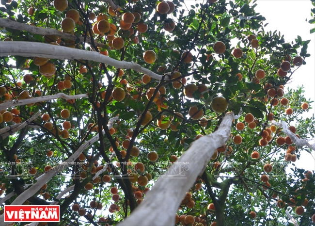 Quýt hồng Lai Vung Đồng Tháp: Vỏ mỏng tang, ngon ngọt từng tép ảnh 2