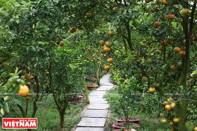 Quýt hồng Lai Vung Đồng Tháp: Vỏ mỏng tang, ngon ngọt từng tép ảnh 10