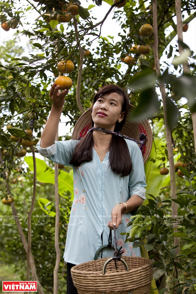 Quýt hồng Lai Vung Đồng Tháp: Vỏ mỏng tang, ngon ngọt từng tép ảnh 9